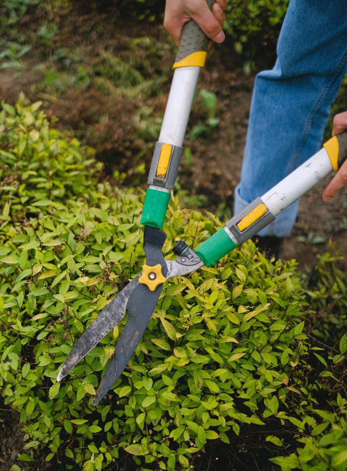 gartenschere Gartenschere schneidet grünen Busch. Grünrausch-Jena Gartenpflege